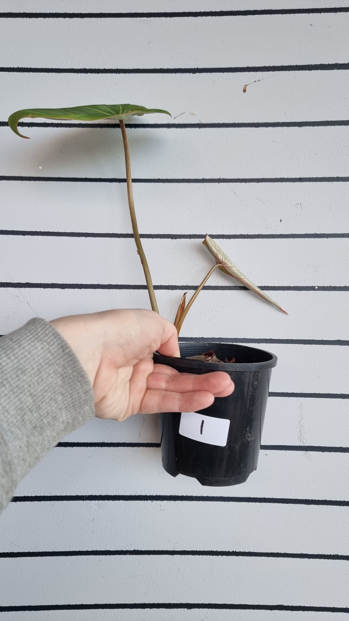 Philodendron gloriosum (Dark Form/White Veins)