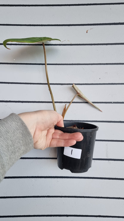 Philodendron gloriosum (Dark Form/White Veins)