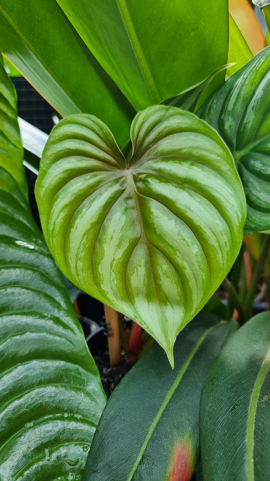 Philodendron plowmanii (Round Form)