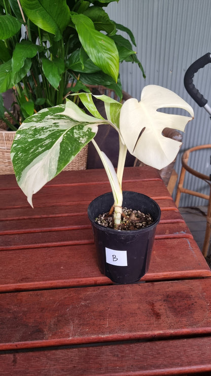 Monstera deliciosa borsigiana variegata - Variegated Fruit Salad Plant