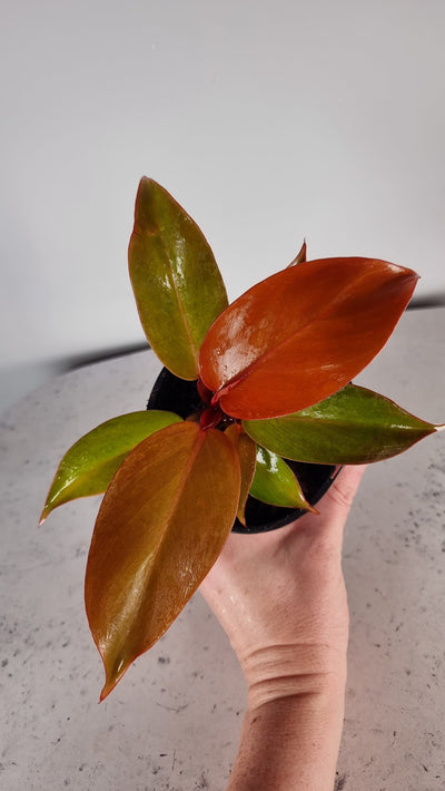 Philodendron 'Prince of Orange' Root'd Plants 