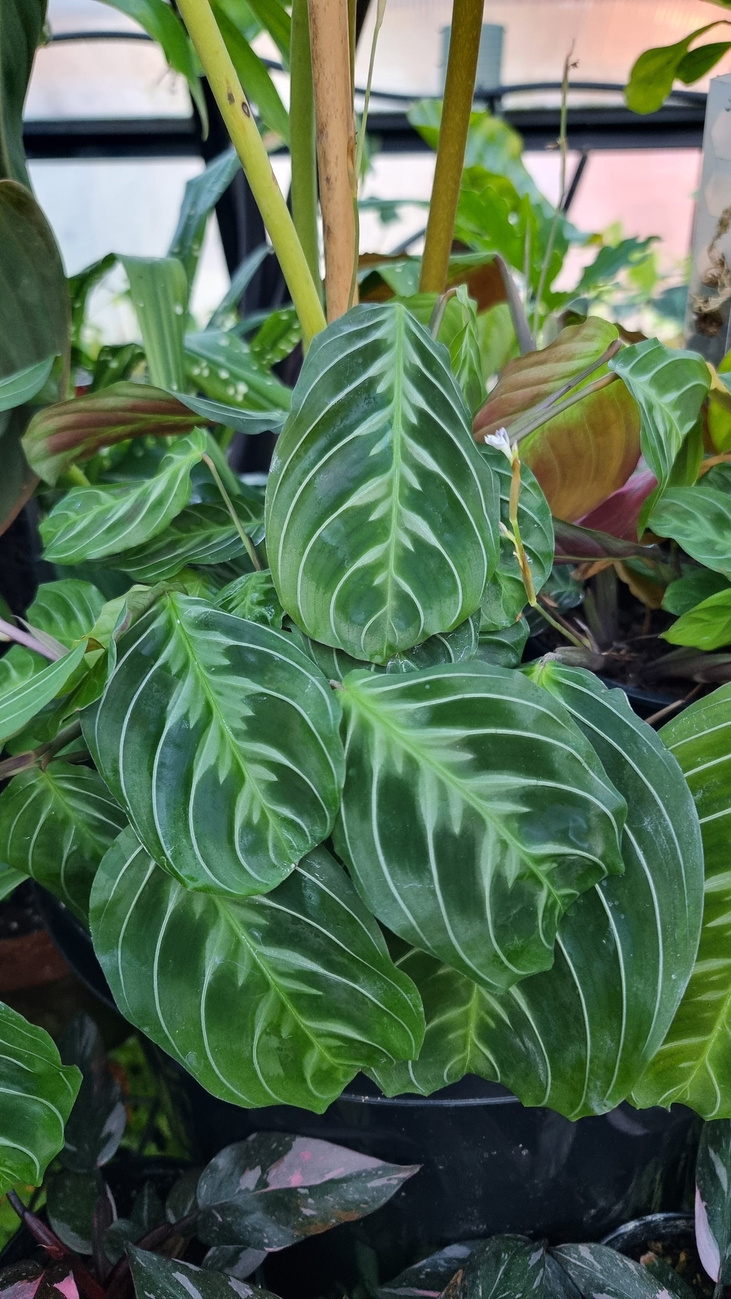Maranta NoID 'Cat Moustache'