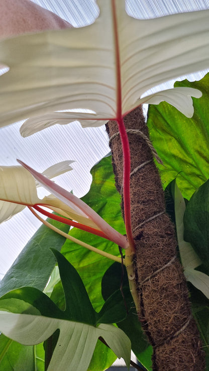 Philodendron 'Florida Ghost'