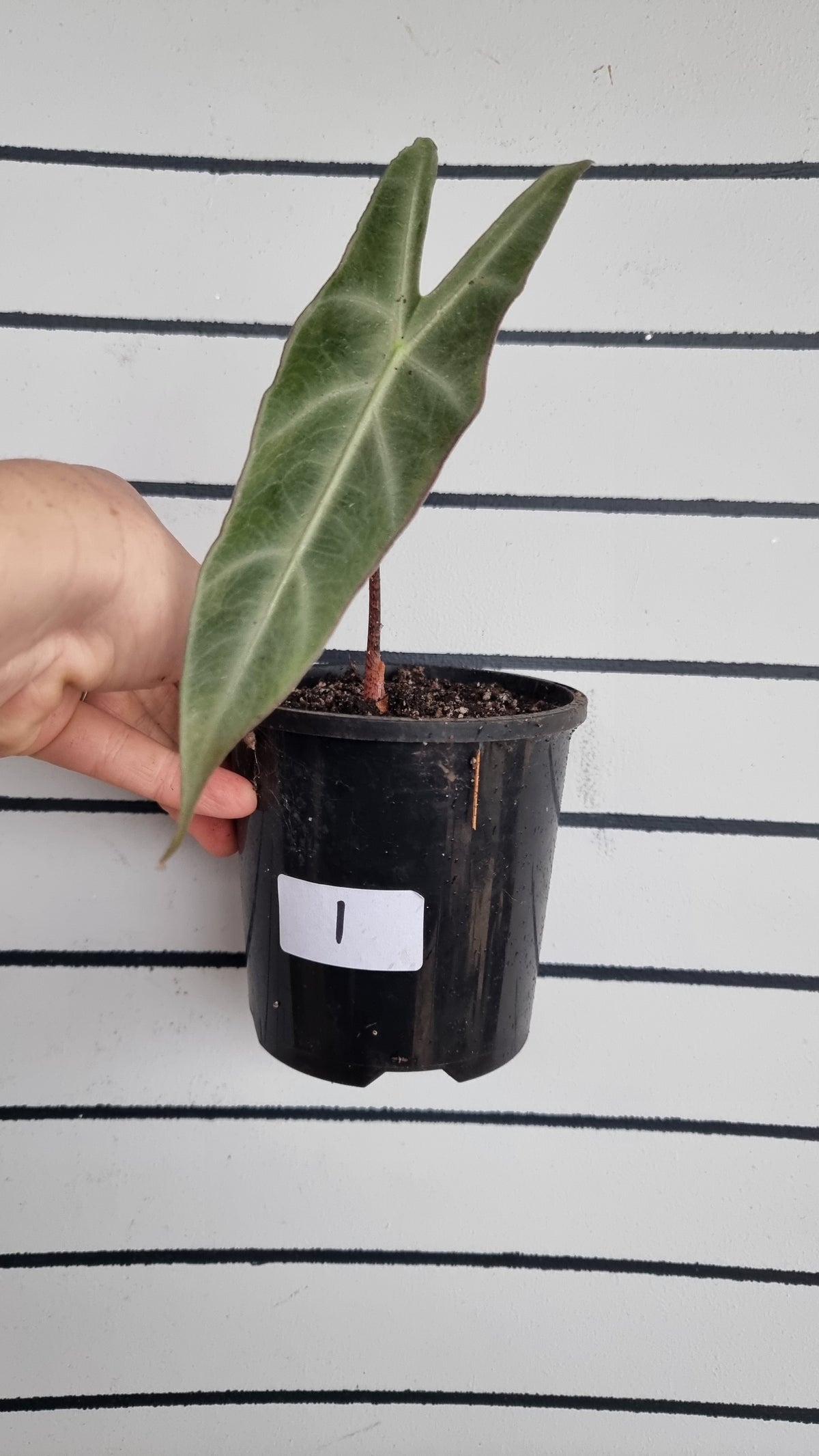 Alocasia longiloba 'Denudata' purple - Non TC