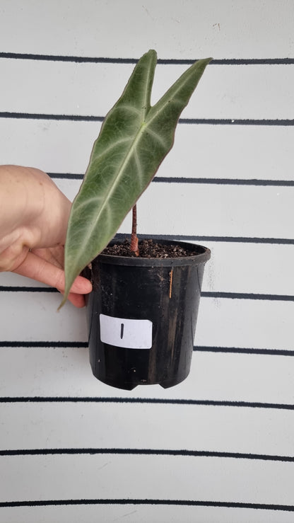 Alocasia longiloba 'Denudata' purple - Non TC