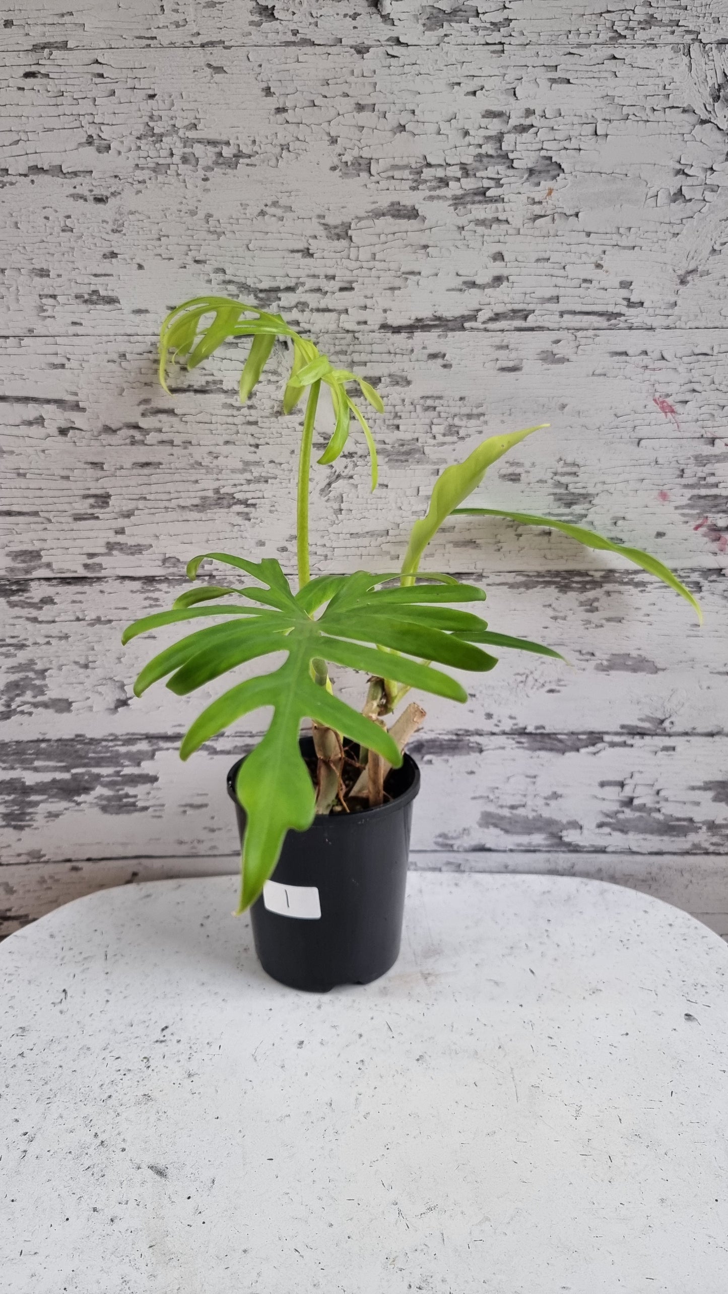 Philodendron elegans - Skeleton Key Plant