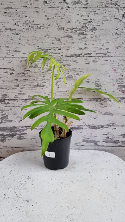 Philodendron elegans - Skeleton Key Plant