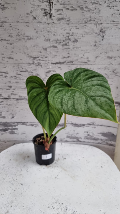 Philodendron ser. Rupicola - 'TC pastazanum silver'