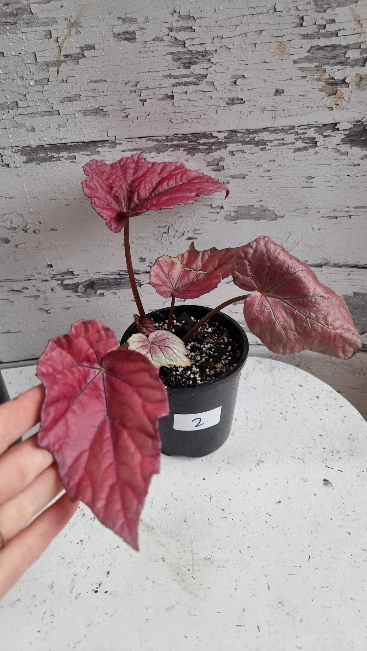 Begonia 'Indian Summer'