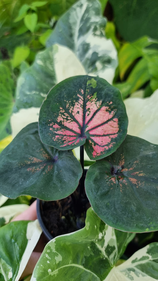 Caladium bicolour 'Green Lips'