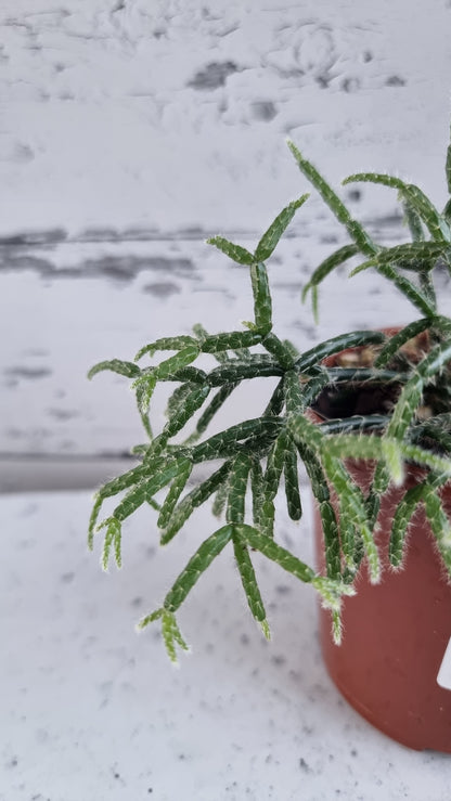 Rhipsalis pilocarpa - 丛林仙人掌