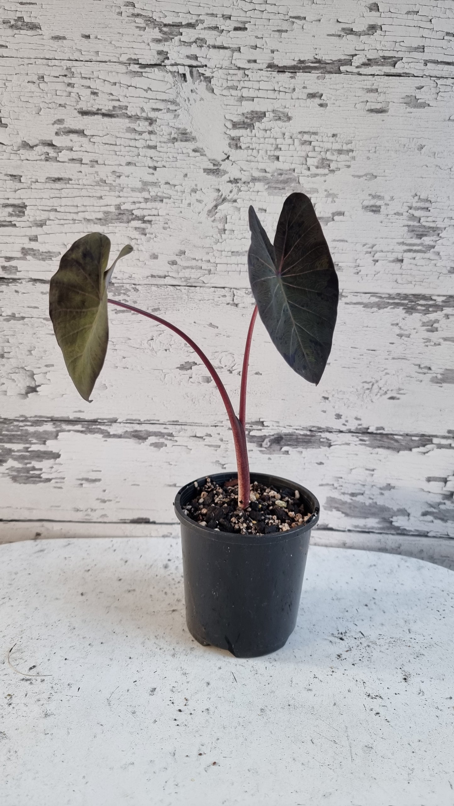Colocasia esculenta 'Black Marble' - Taro Plant