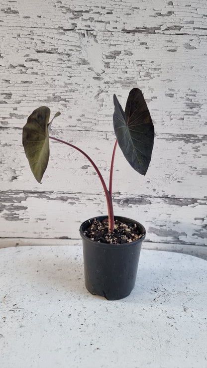 Colocasia esculenta 'Black Marble' - Taro Plant