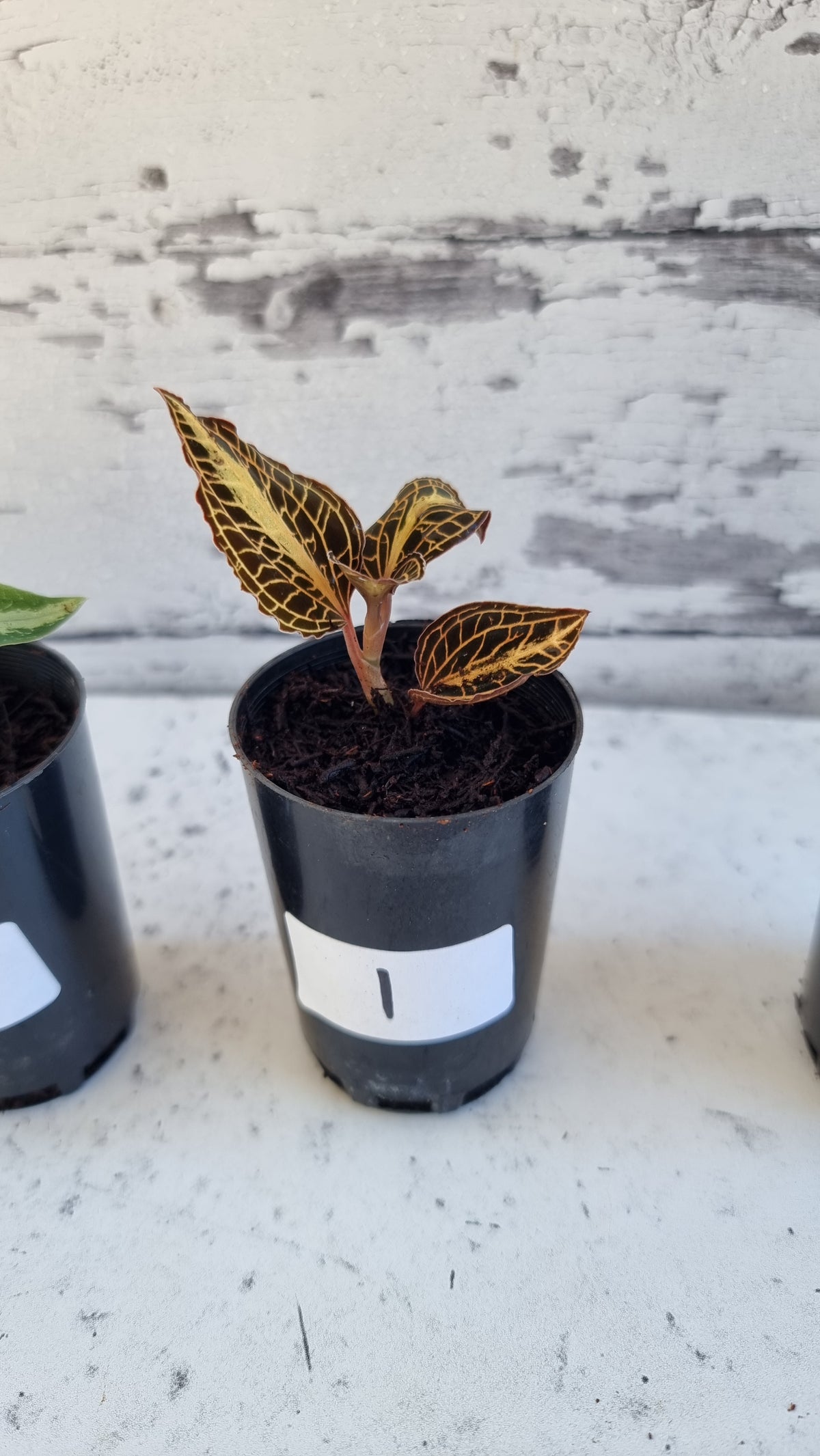 Anoectochilus roxburghii 'Golden Heart' - Jewel Orchid