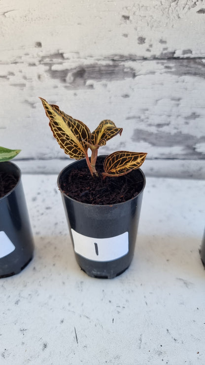 Anoectochilus roxburghii 'Golden Heart' - Jewel Orchid