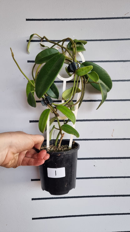 Hoya coronaria 'Red' - Wax Vine Plant
