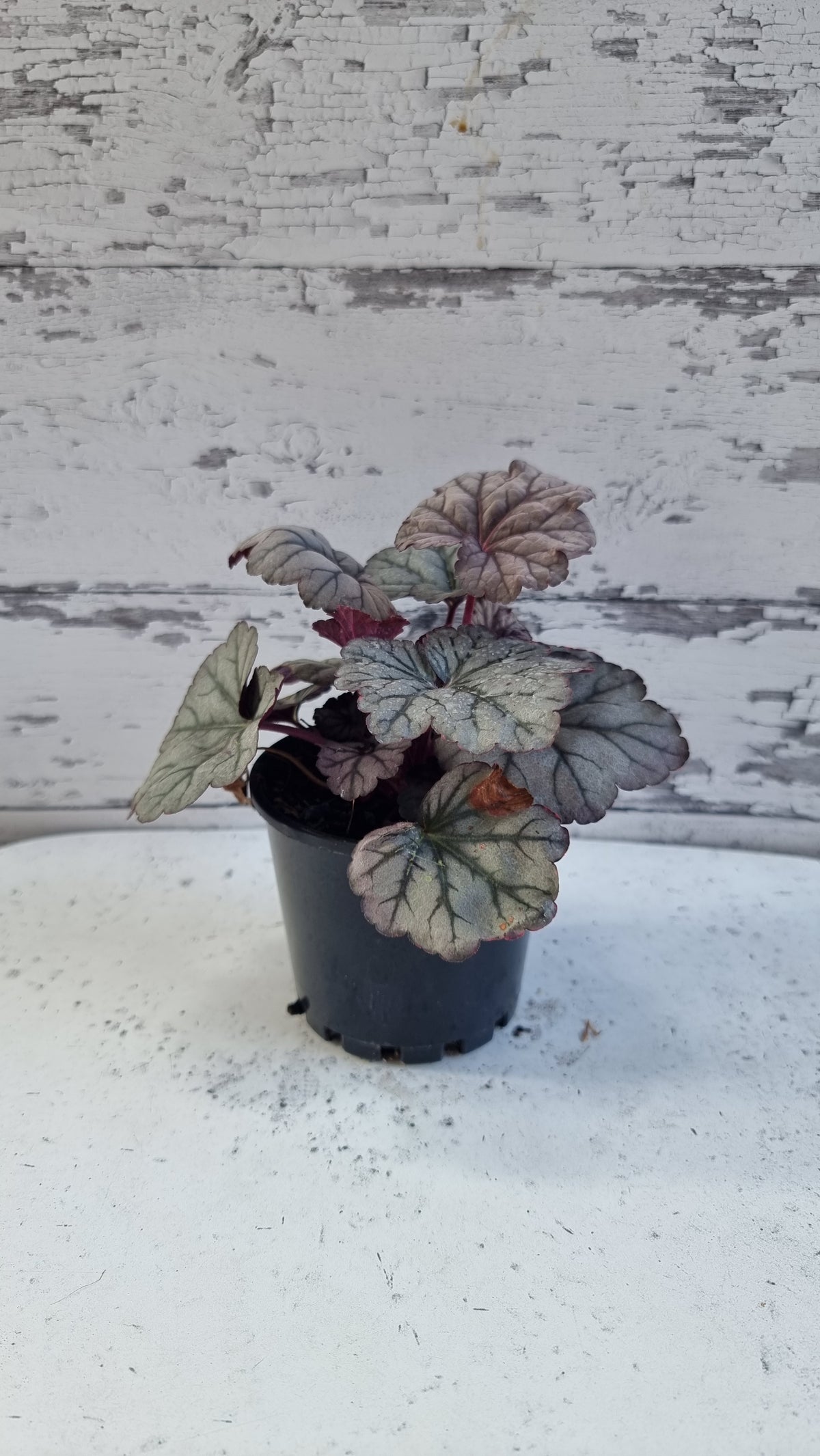 Heuchera '糖梅' - 珊瑚鐘