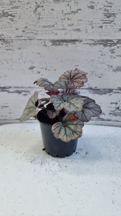 Heuchera '糖梅' - 珊瑚鐘