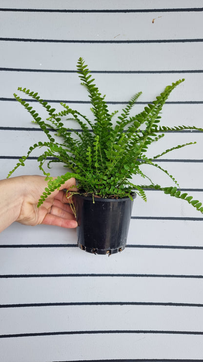 Nephrolepis cordifolia 'Duffii' - 柠檬纽扣蕨