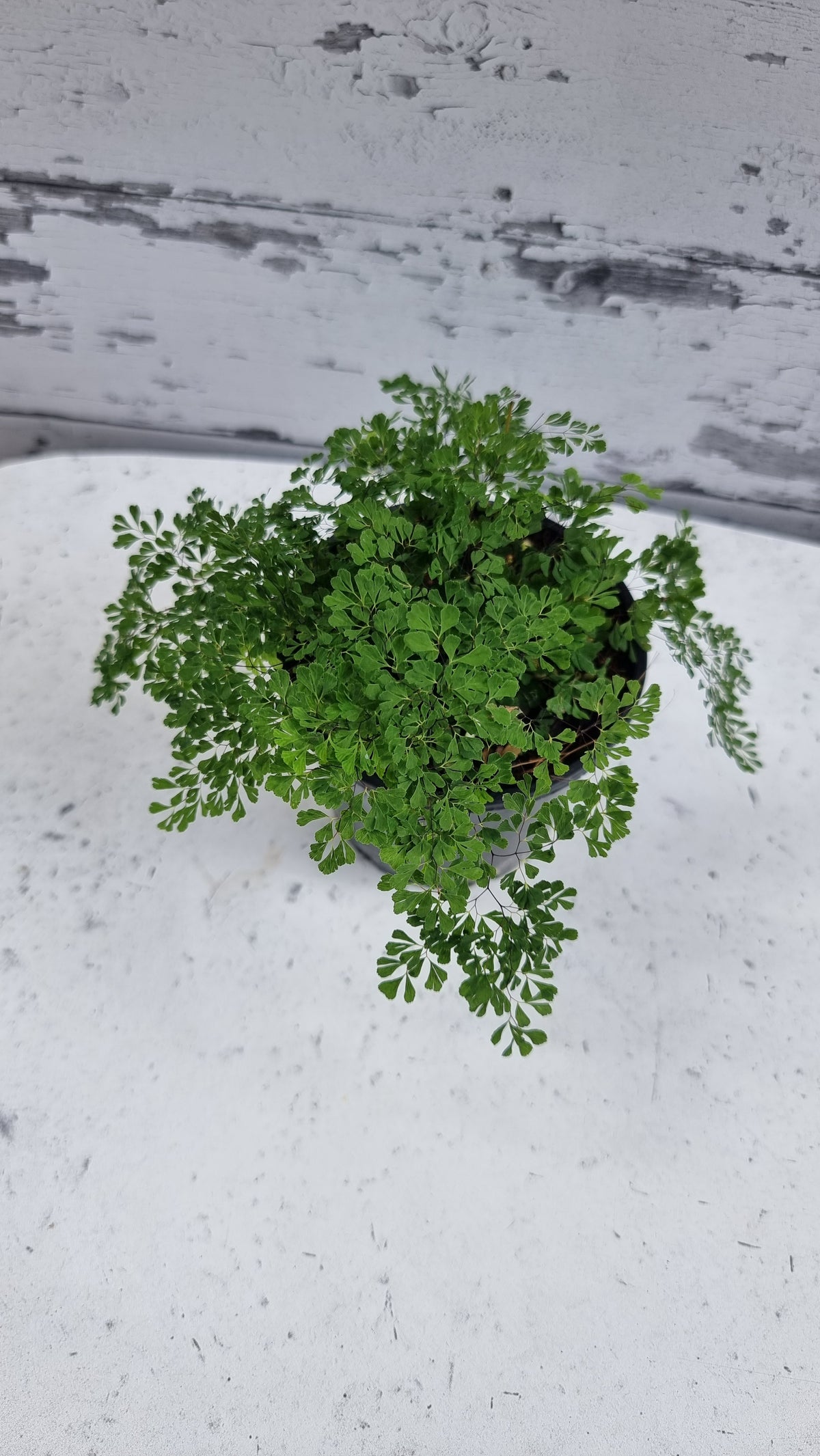 Adiantum raddianum 'Charlotte Parvifolium' - Fine Maidenhair Fern