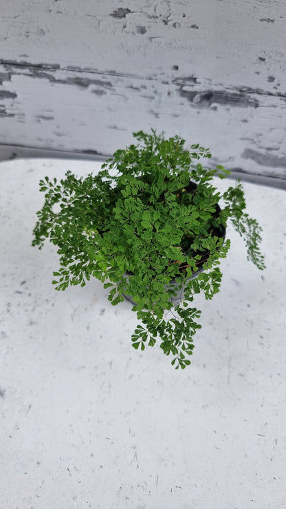 Adiantum raddianum 'Charlotte Parvifolium' - Fine Maidenhair Fern