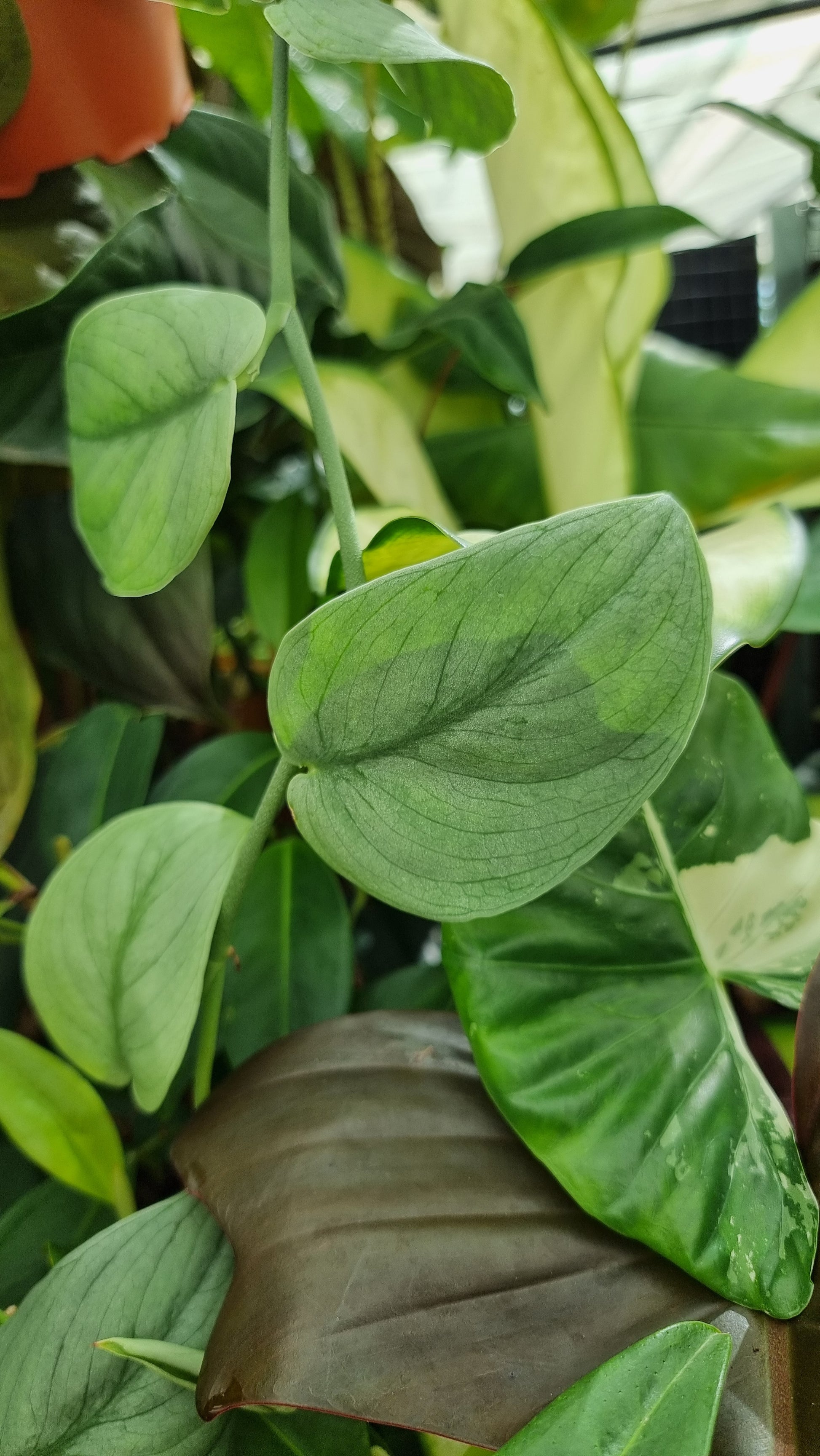 platinum pothos Scindapsus pictus 'Silver Hero'
