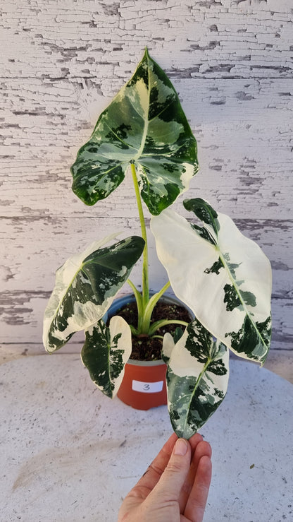 Alocasia micholitziana 'Frydek' - 雜色綠天鵝絨