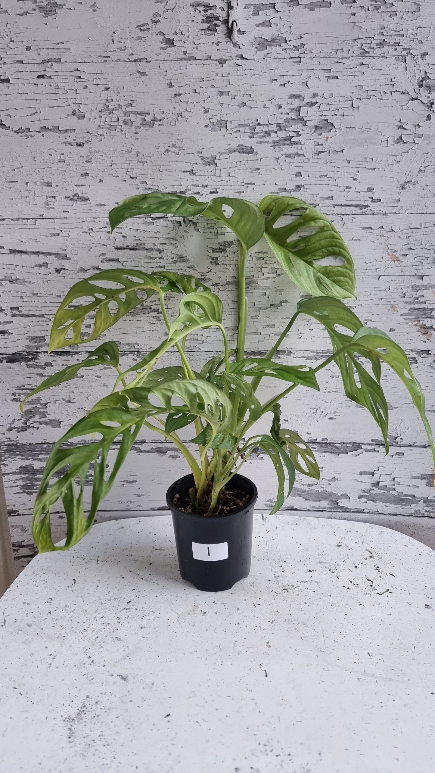 Monstera adansonii 'Monkey Mask' - Swiss Cheese Plant