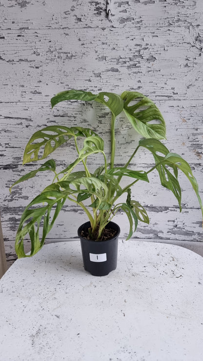 Monstera adansonii 'Monkey Mask' - Swiss Cheese Plant