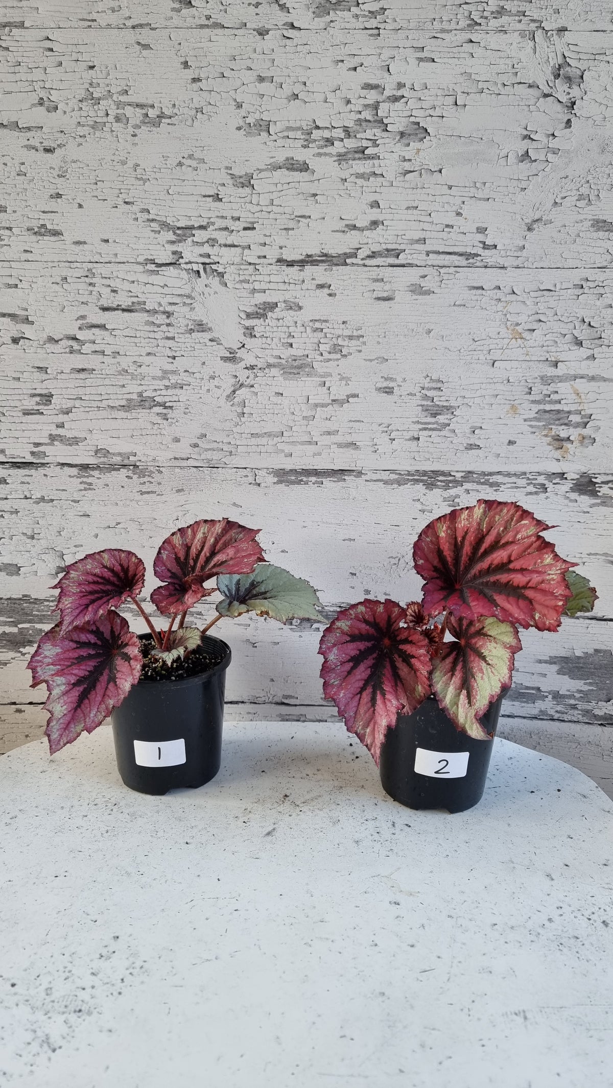 Begonia rex 'Evening Glow'