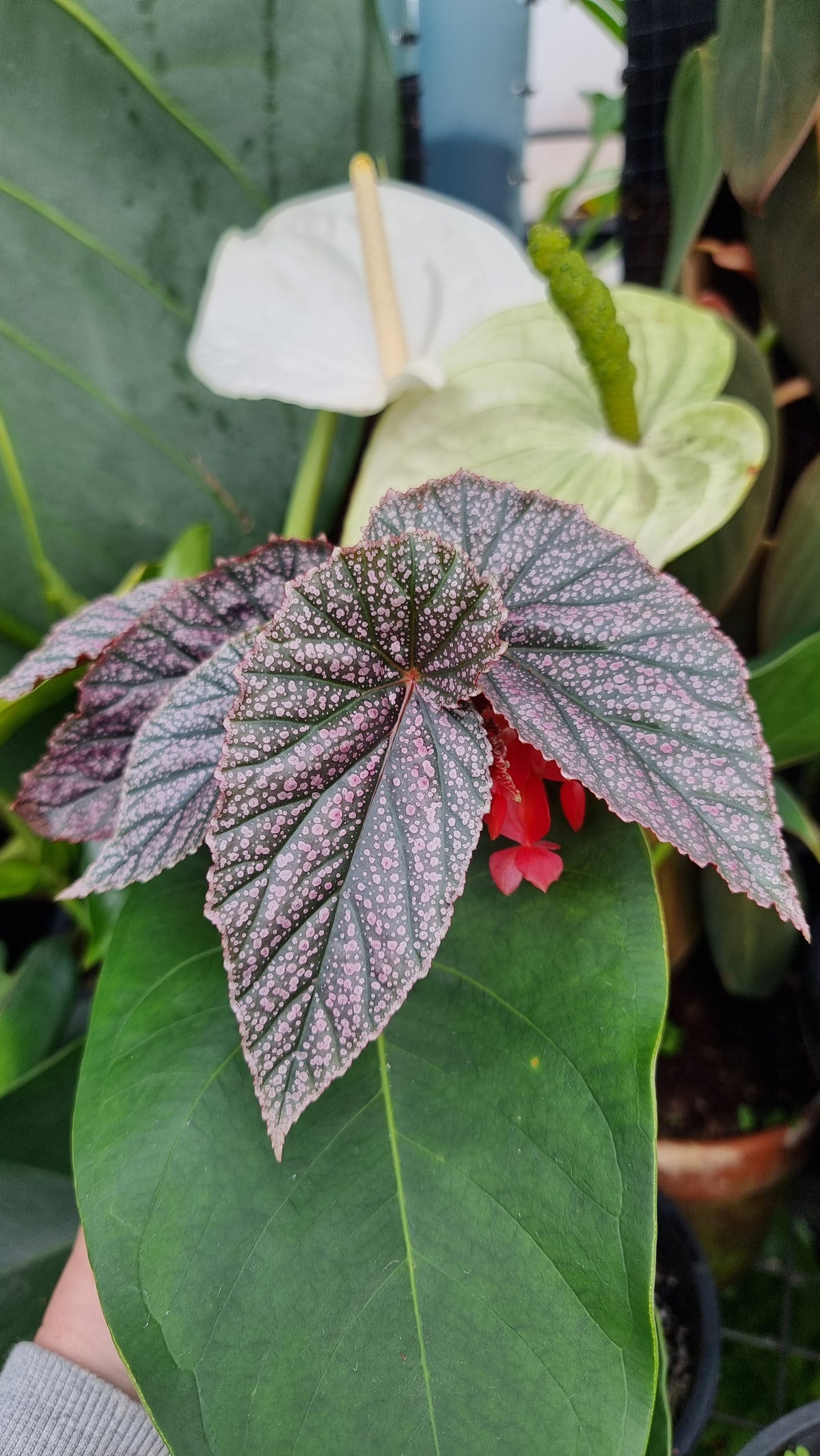 Begonia 'Maurice Amey' - Angel Wing Cane Begonia
