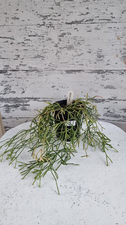 Rhipsalis clavata - 丛林仙人掌