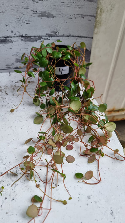 Peperomia prostrata 'Pepperspot' - String of Coins