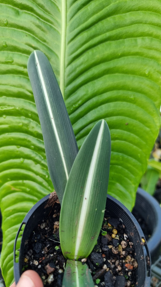 Hippeastrum striatifolium - Striped Amaryllis