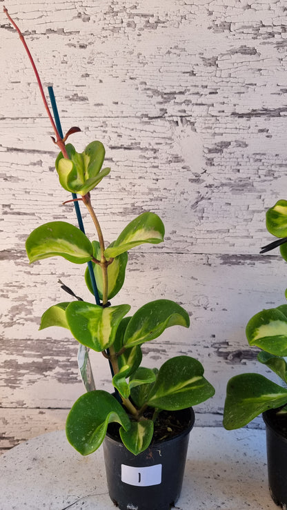 Hoya obovata variegata - Variegated Wax Vine Plant