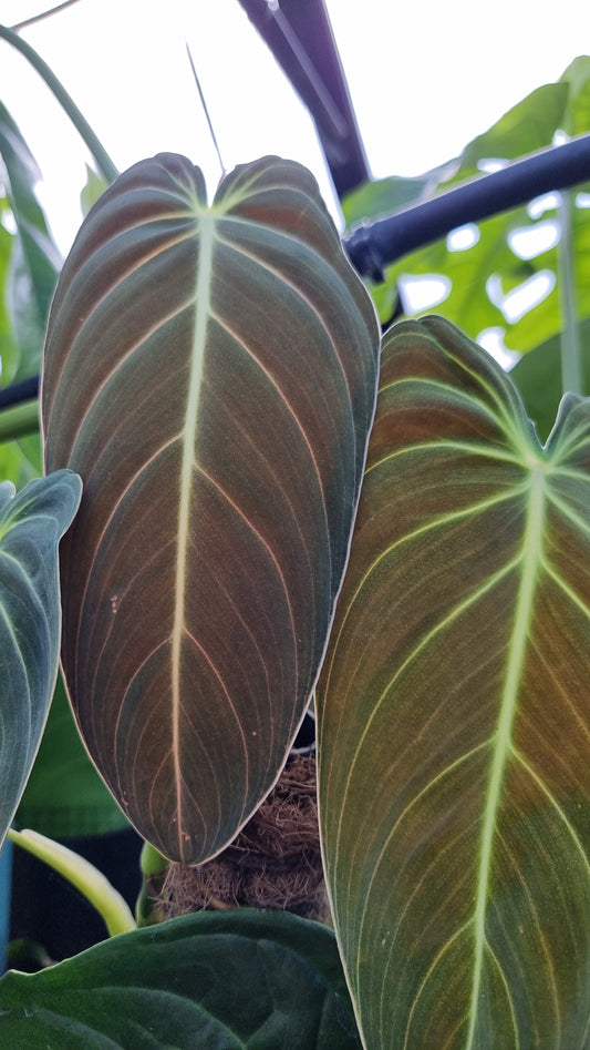 Philodendron melanochrysum
