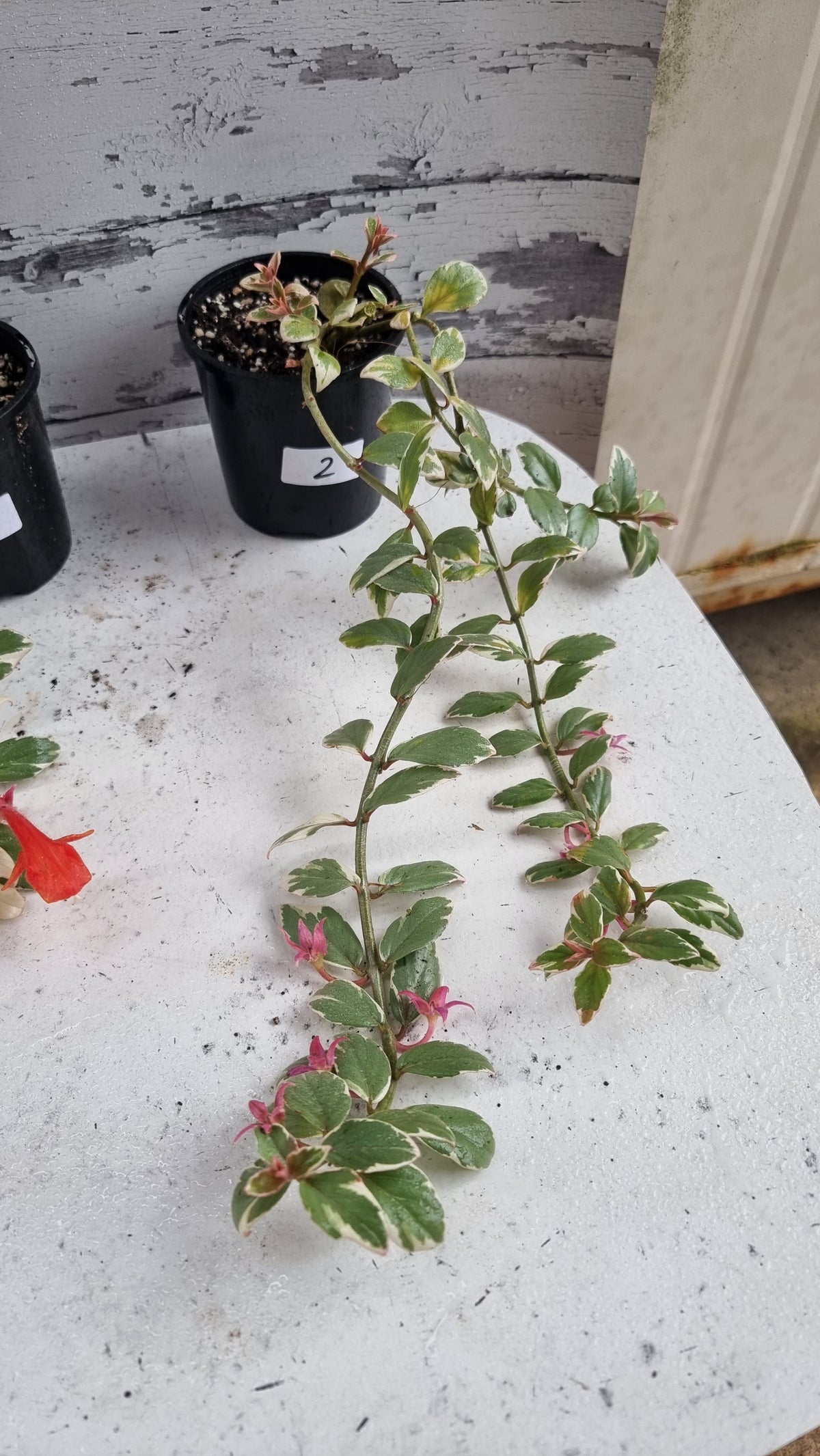 Columnea hirta variegata - 金鱼植物