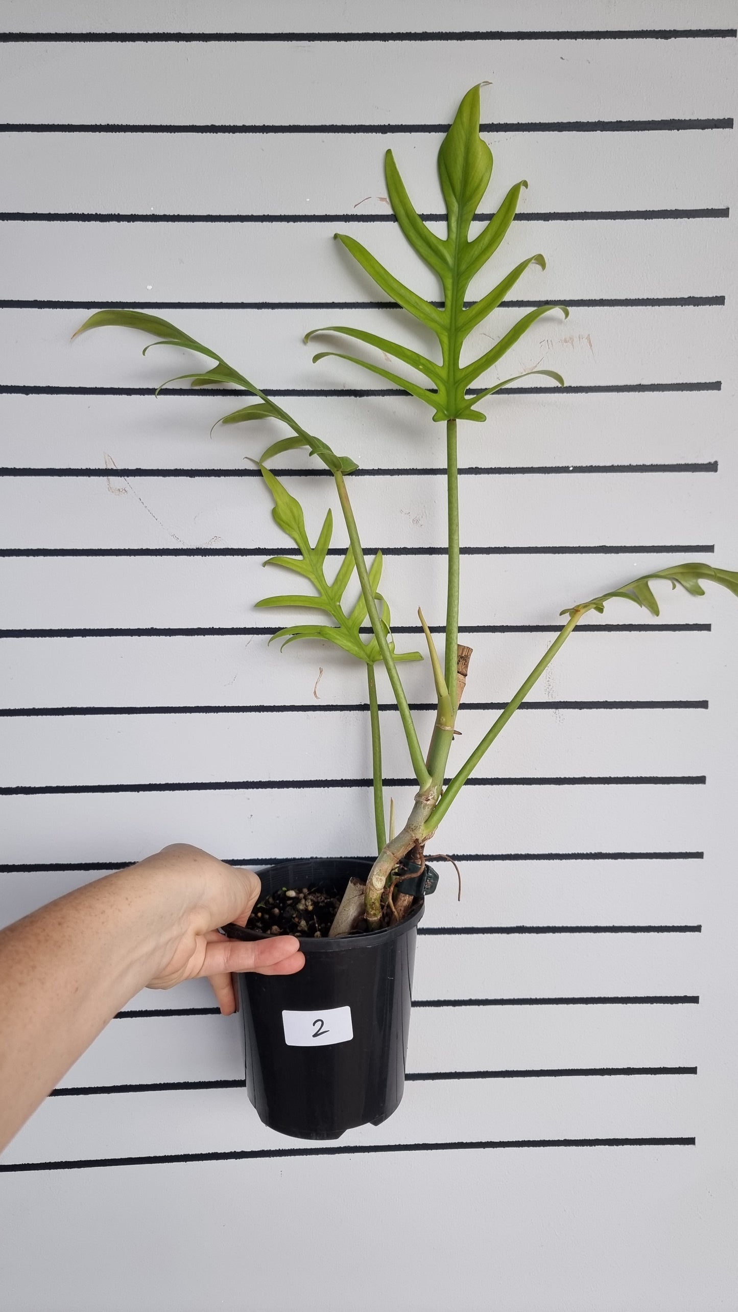 Philodendron elegans - Skeleton Key Plant