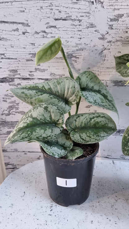 Scindapsus pictus 'Exotica' - Satin Pothos (Non-TC)