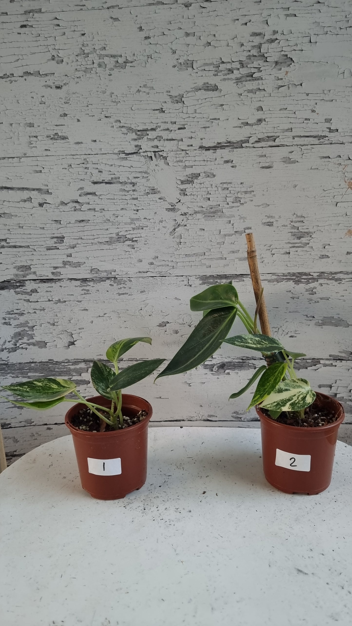 Peperomia maculosa 'Xiang Cao' variegata - Variegated Radiator Plant