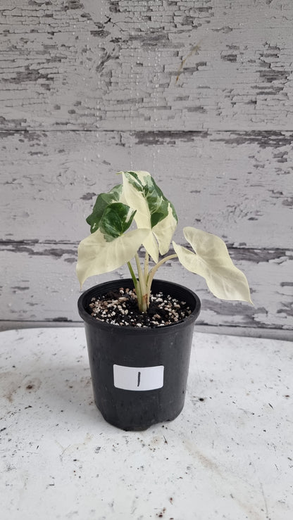 Alocasia macrorrhiza variegata - Variegated Elephant Ear