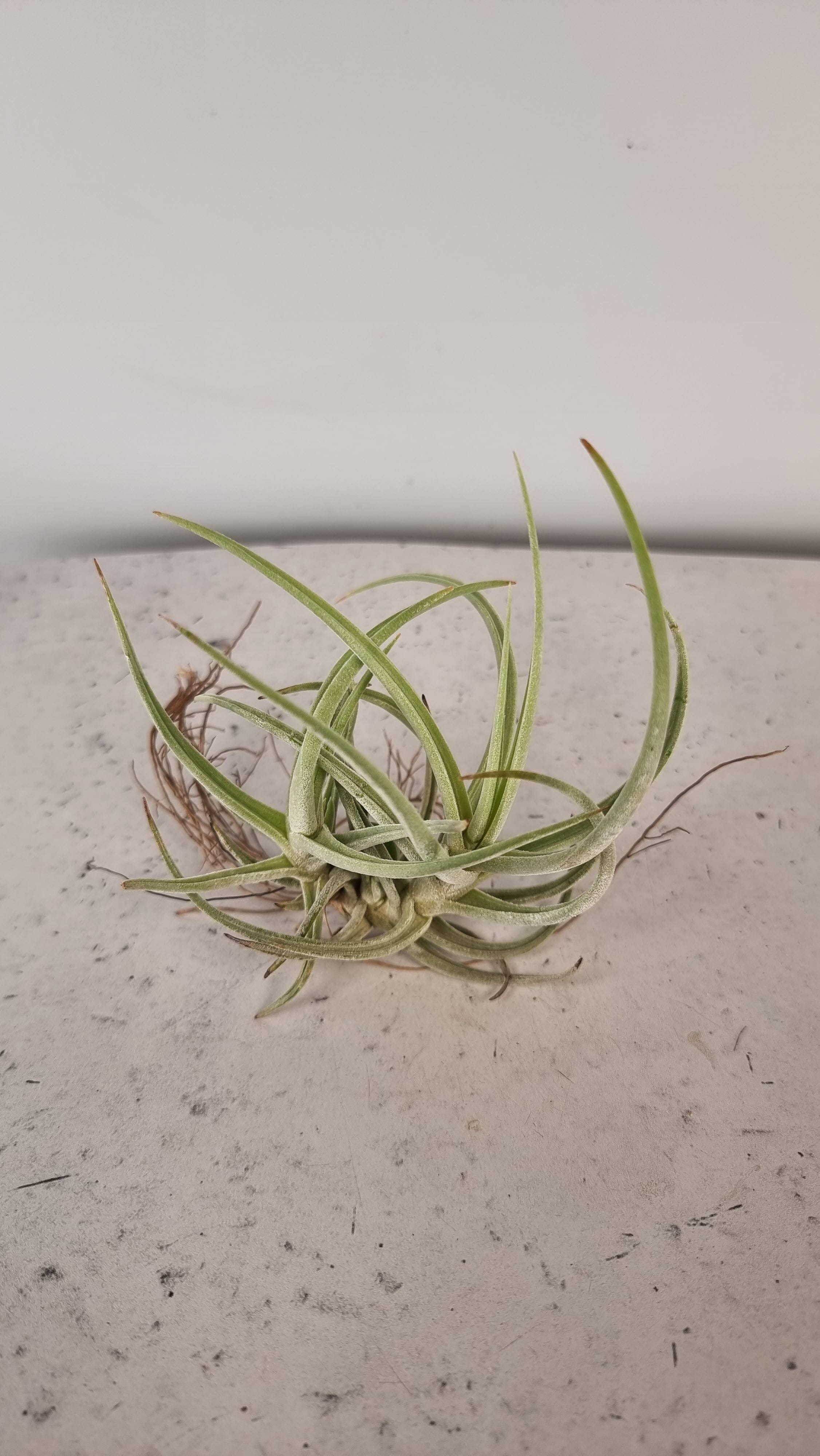 Tillandsia schiedeana var. glabrior - Air Plant Root'd Plants Single 