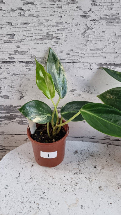 Peperomia maculosa 'Xiang Cao' variegata - Variegated Radiator Plant