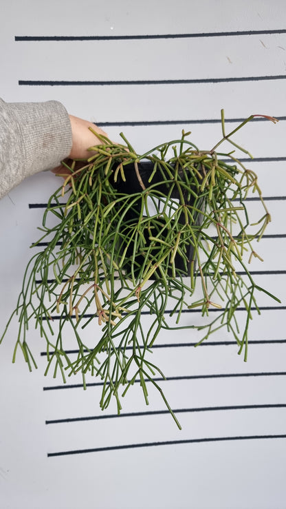 Rhipsalis clavata - 丛林仙人掌