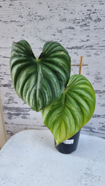 喜林芋（圆形）