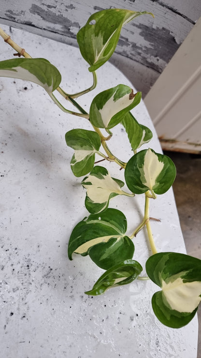 Epipremnum aureum 'Manjula'