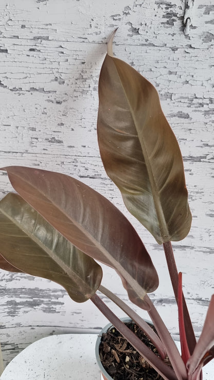 Philodendron erubescens 'Imperial Orange Mutant'