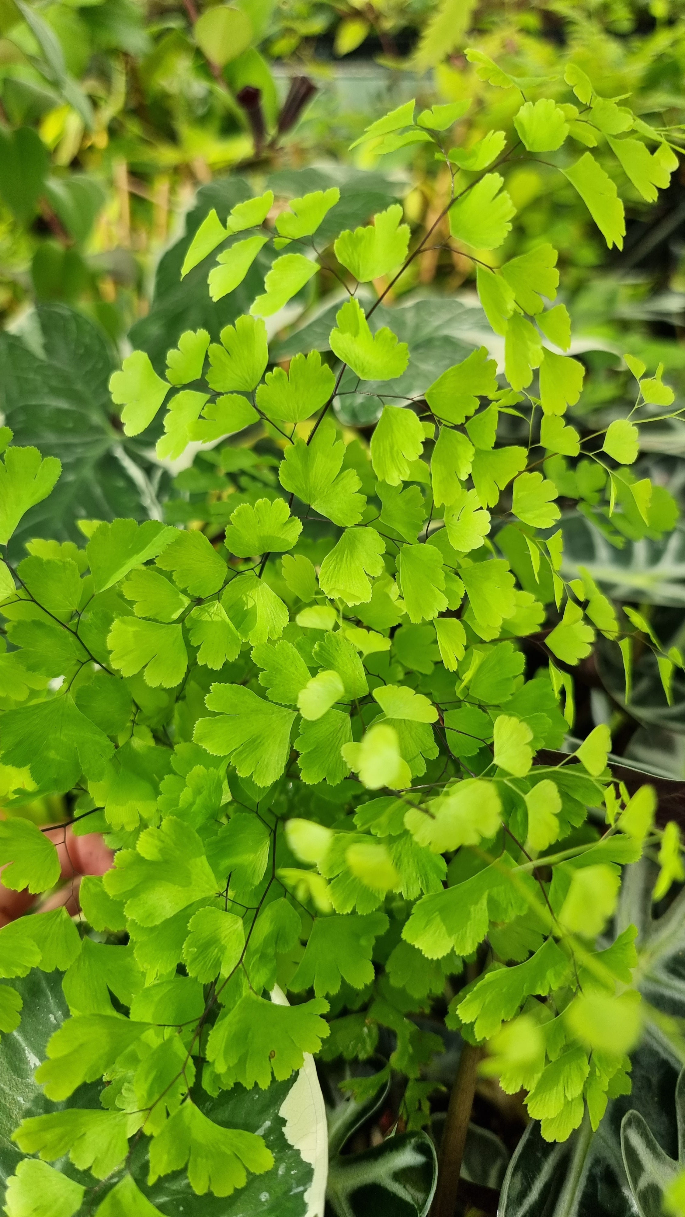 Adiantum aethiopicum - 少女髮蕨