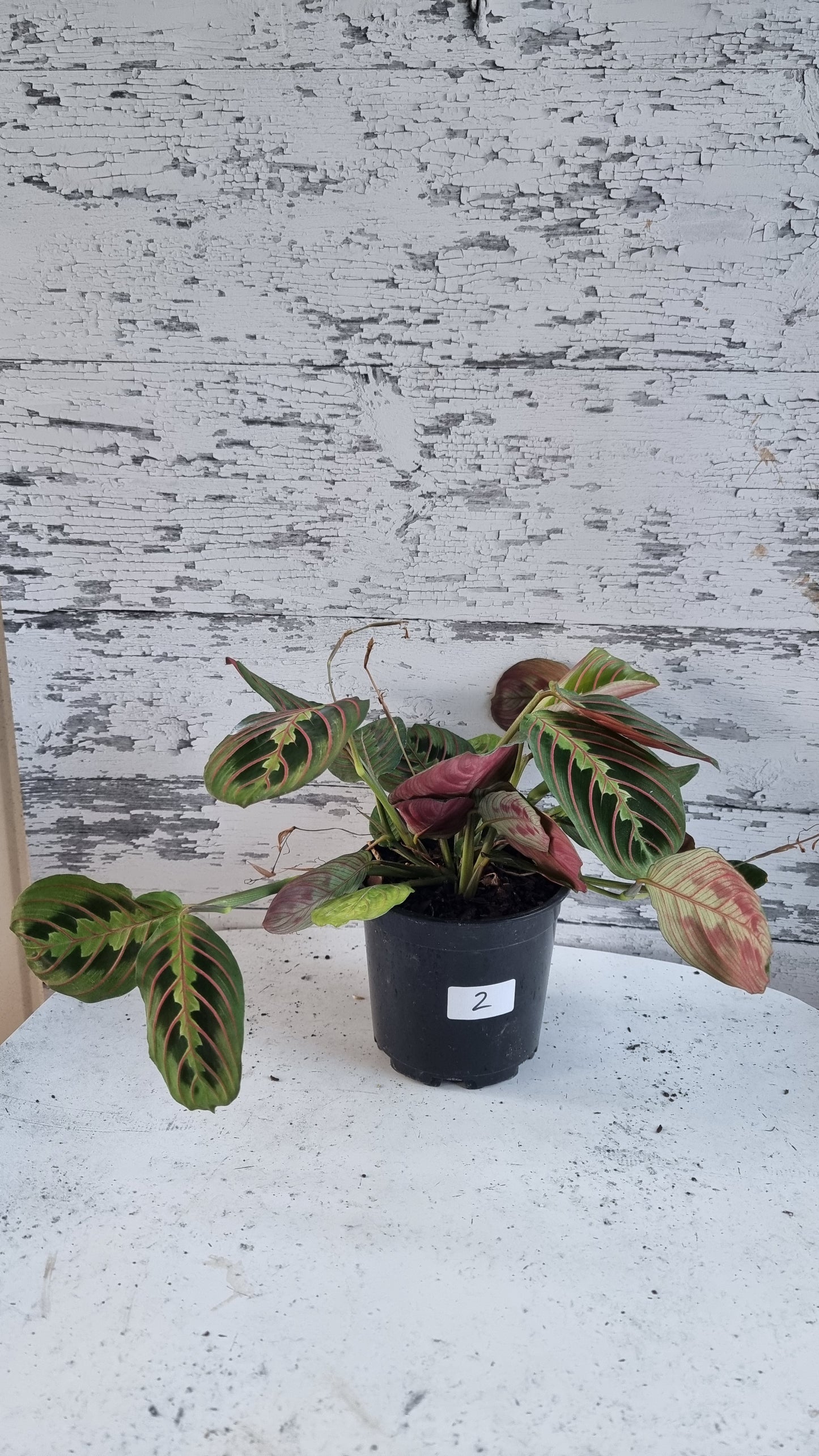 Maranta leuconeura var. erythroneura - Red Vein Prayer Plant