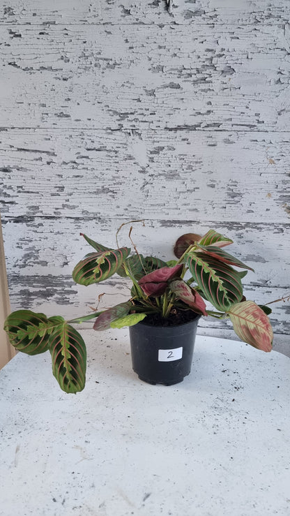 Maranta leuconeura var. erythroneura - Red Vein Prayer Plant